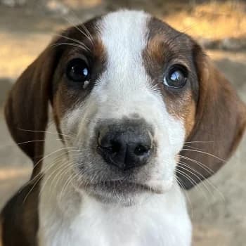 Joyce, female puppy Mixed Breed for adoption at Hundegarten Serres, Euskirchen