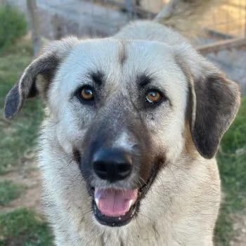 Juju, female young Mixed Breed for adoption at Hundegarten Serres, Euskirchen