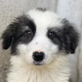 Kairo, male puppy Mixed Breed for adoption at Hundegarten Serres, Euskirchen
