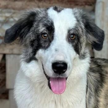 Kairo, male puppy Mixed Breed for adoption at Hundegarten Serres, Euskirchen