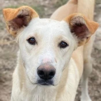 Kalena, female young Mixed Breed for adoption at Hundegarten Serres, Euskirchen