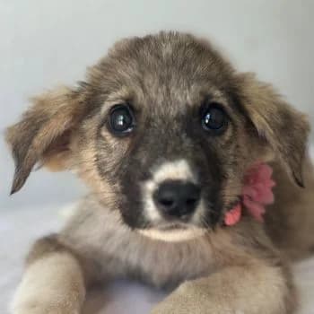Karolina, female puppy Mixed Breed for adoption at Hundegarten Serres, Euskirchen