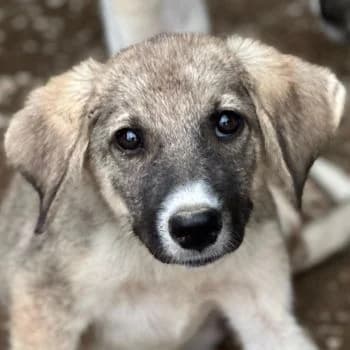 Karolina, female puppy Mixed Breed for adoption at Hundegarten Serres, Euskirchen