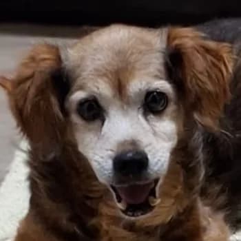 Kebella, female senior Mixed Breed for adoption at Hundegarten Serres, Euskirchen