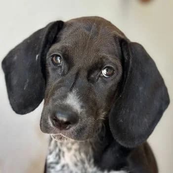 Kiki, female puppy Mixed Breed for adoption at Hundegarten Serres, Euskirchen