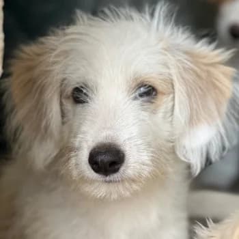 Rufus, male puppy Mixed Breed for adoption at Hundegarten Serres, Euskirchen