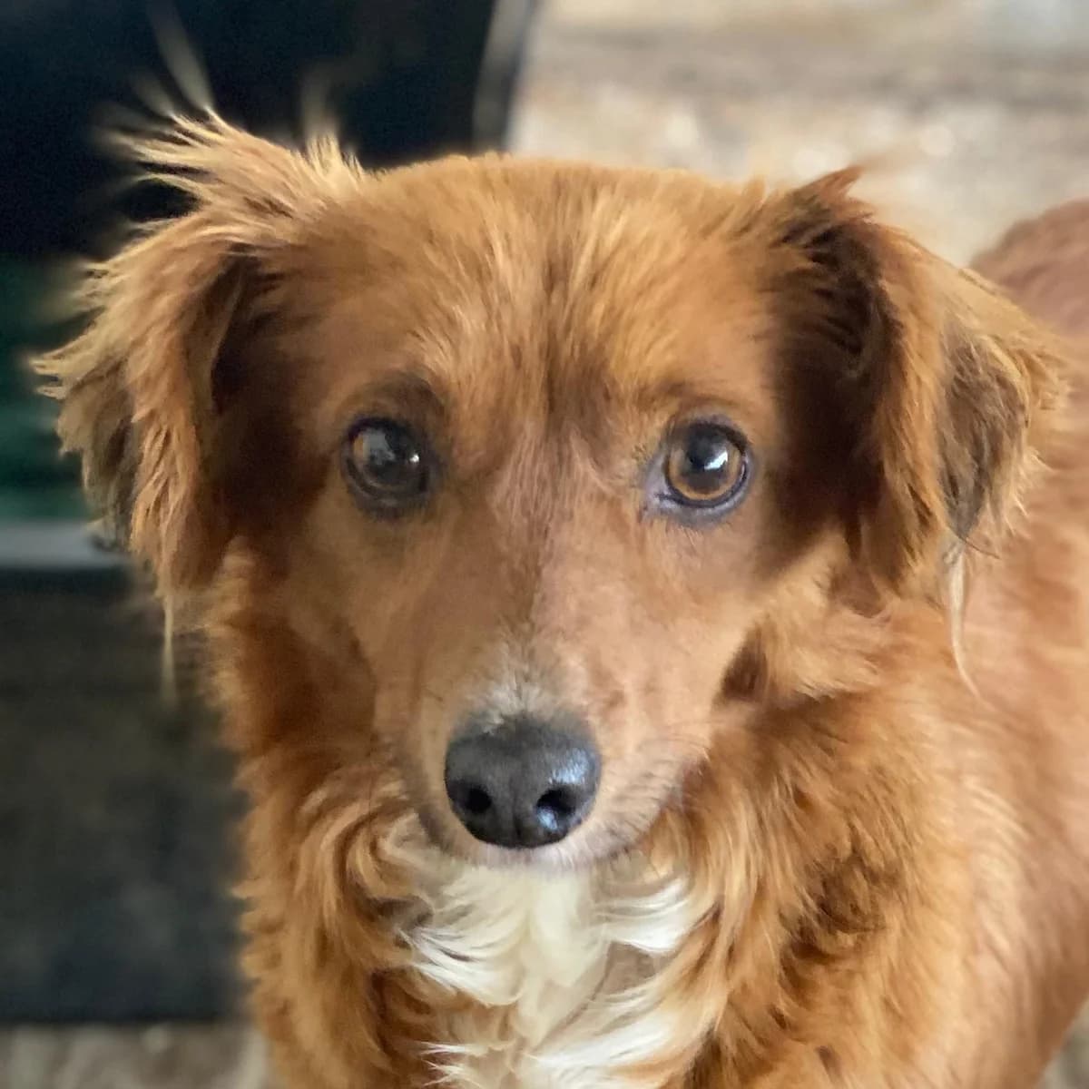 Konrada, female young Mixed Breed for adoption at Hundegarten Serres, Euskirchen