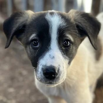 Heiner, male young Mixed Breed for adoption at Hundegarten Serres, Euskirchen