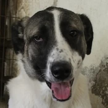 Heiner, male young Mixed Breed for adoption at Hundegarten Serres, Euskirchen