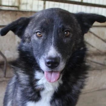 Knopi, male 3yo Mixed Breed for adoption at Hundegarten Serres, Euskirchen