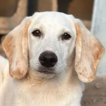 Knuffel, male puppy Mixed Breed for adoption at Hundegarten Serres, Euskirchen