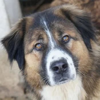 Kroos, male young Mixed Breed for adoption at Hundegarten Serres, Euskirchen