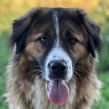 Kroos, male young Mixed Breed for adoption at Hundegarten Serres, Euskirchen