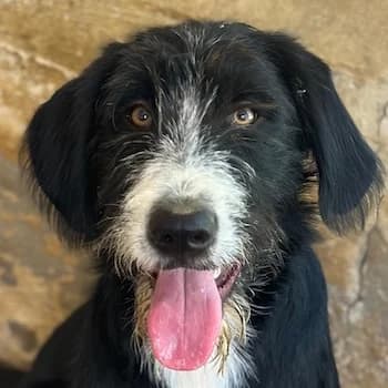 Kasimir, male young Mixed Breed for adoption at Hundegarten Serres, Euskirchen
