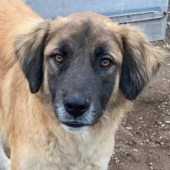 Lacasito, male 4yo Mixed Breed for adoption at Hundegarten Serres, Euskirchen