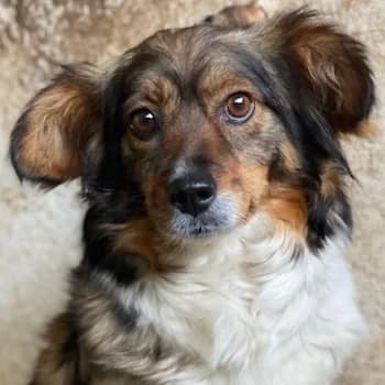 Laika, female young Mixed Breed for adoption at Hundegarten Serres, Euskirchen