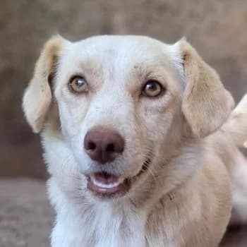Lanya, female young Mixed Breed for adoption at Hundegarten Serres, Euskirchen