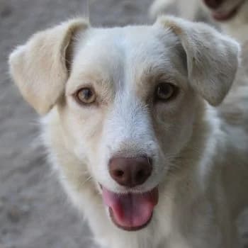 Lanya, female young Mixed Breed for adoption at Hundegarten Serres, Euskirchen