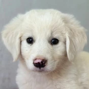 Lari, female puppy Mixed Breed for adoption at Hundegarten Serres, Euskirchen