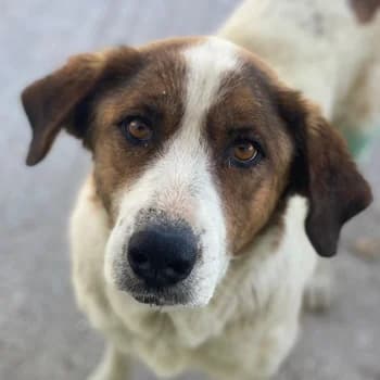 Lauri, female 3yo Mixed Breed for adoption at Hundegarten Serres, Euskirchen