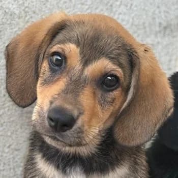 Lenny, male puppy Mixed Breed for adoption at Hundegarten Serres, Euskirchen