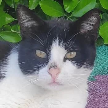 Leono, 5yo Mixed Breed for adoption at Hundegarten Serres, Euskirchen