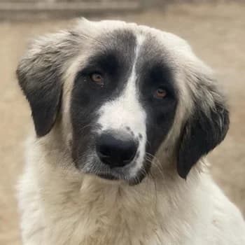 Leslie, female 5yo Mixed Breed for adoption at Hundegarten Serres, Euskirchen