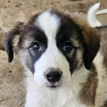 Lexya, female young Mixed Breed for adoption at Hundegarten Serres, Euskirchen
