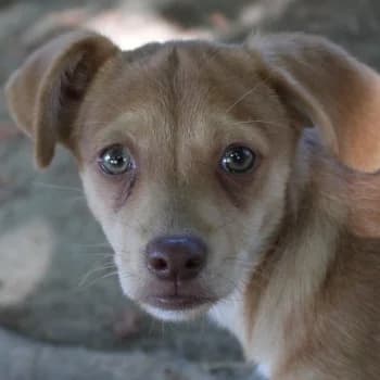 Lilie, female puppy Mixed Breed for adoption at Hundegarten Serres, Euskirchen