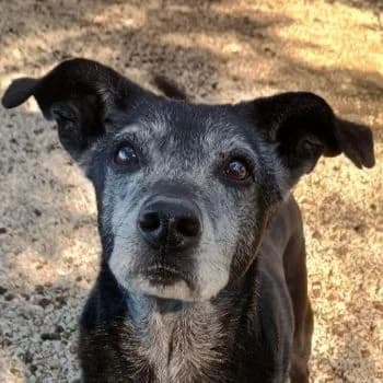 Lilika, female senior Mixed Breed for adoption at Hundegarten Serres, Euskirchen