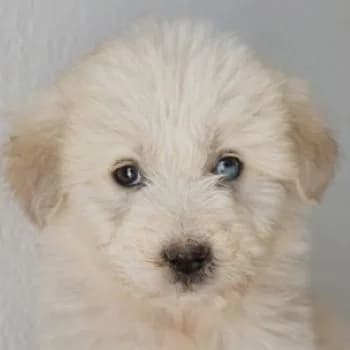 Lillet, female puppy Mixed Breed for adoption at Hundegarten Serres, Euskirchen