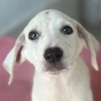 Lily, female puppy Mixed Breed for adoption at Hundegarten Serres, Euskirchen