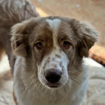 Liona, female young Mixed Breed for adoption at Hundegarten Serres, Euskirchen