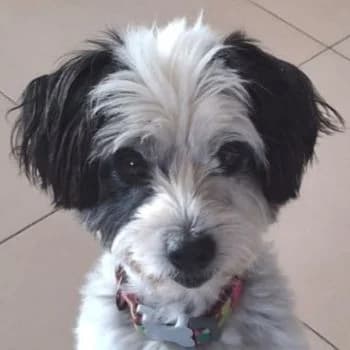 Lissy, female 6yo Mixed Breed for adoption at Hundegarten Serres, Euskirchen