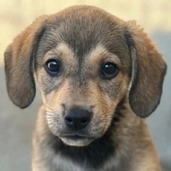Lotte, female puppy Mixed Breed for adoption at Hundegarten Serres, Euskirchen