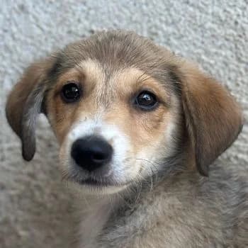 Louis, male puppy Mixed Breed for adoption at Hundegarten Serres, Euskirchen