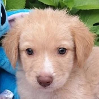 Lucas, male puppy Mixed Breed for adoption at Hundegarten Serres, Euskirchen
