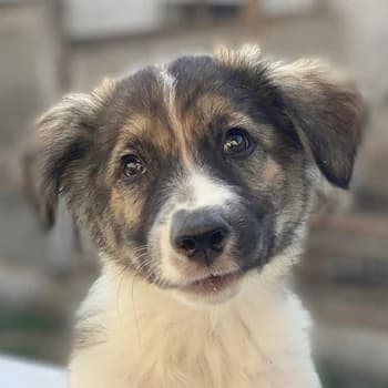 Ludmilla, female young Mixed Breed for adoption at Hundegarten Serres, Euskirchen