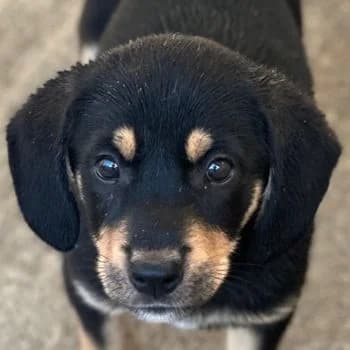 Luise, female puppy Mixed Breed for adoption at Hundegarten Serres, Euskirchen
