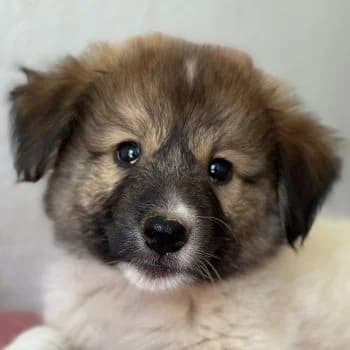 Luki, male puppy Mixed Breed for adoption at Hundegarten Serres, Euskirchen
