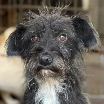 Lulu, female young Mixed Breed for adoption at Hundegarten Serres, Euskirchen