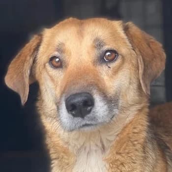 Lumara, female 3yo Mixed Breed for adoption at Hundegarten Serres, Euskirchen