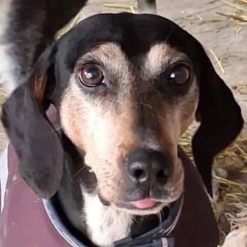 Magura, female senior Mixed Breed for adoption at Hundegarten Serres, Euskirchen