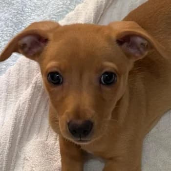 Mai, female puppy Mixed Breed for adoption at Hundegarten Serres, Euskirchen