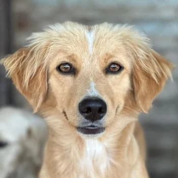 Malie, female young Mixed Breed for adoption at Hundegarten Serres, Euskirchen