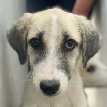 Maliya, female young Mixed Breed for adoption at Hundegarten Serres, Euskirchen