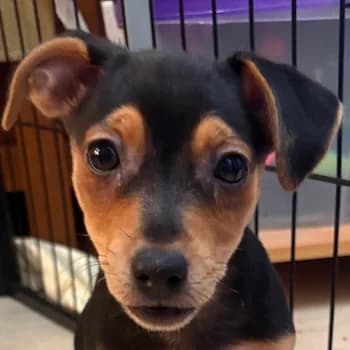 Manhattan, female puppy Mixed Breed for adoption at Hundegarten Serres, Euskirchen