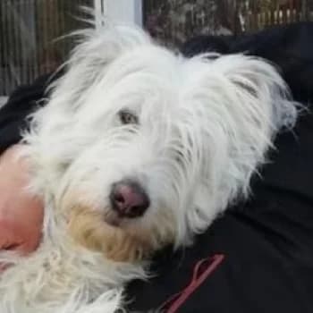 Manolo, male 6yo Mixed Breed for adoption at Hundegarten Serres, Euskirchen