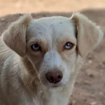Manya, female young Mixed Breed for adoption at Hundegarten Serres, Euskirchen