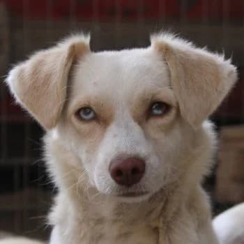 Manya, female young Mixed Breed for adoption at Hundegarten Serres, Euskirchen
